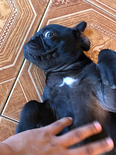 Veterinaria Margaritas