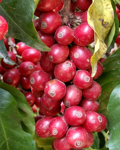 Finca Agroecologica Biodoni